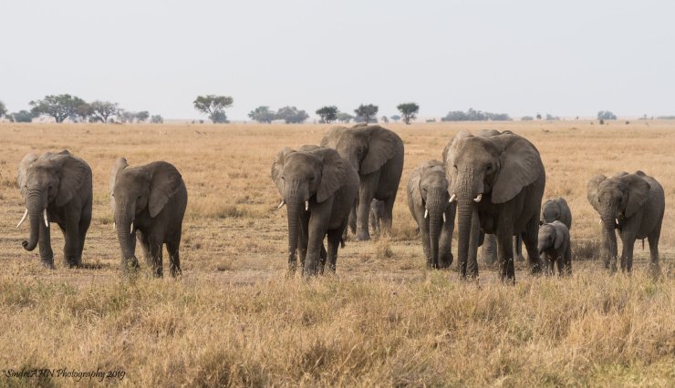Kudde olifanten in Serengeti